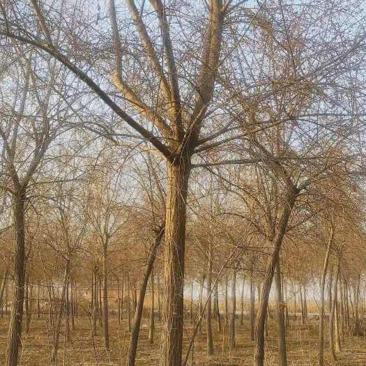 赞皇县树龄5年，胸径8-13公分，树干2.7米，现挖现栽！