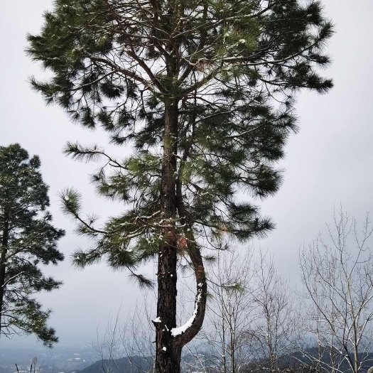 汉阴县销售拐枣苗