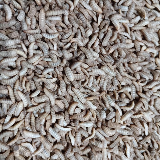 深圳深圳冷冻黑水虻鲜虫