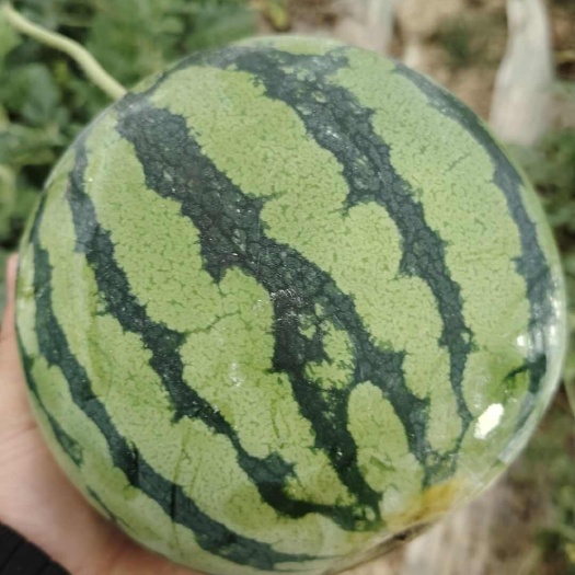 徐闻县西瓜