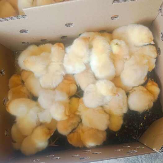 南宁三黄鸡苗
