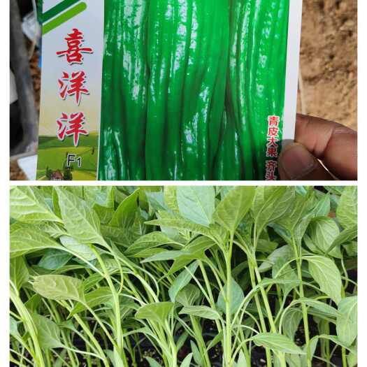 兰陵县苏椒五号苗
