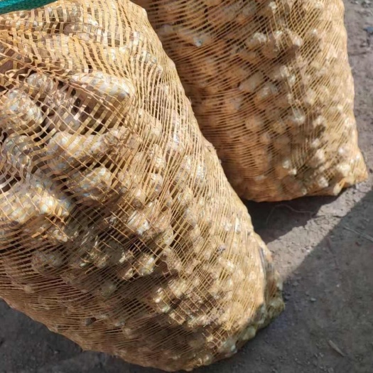 鸡泽县鬼子江  大量有货。