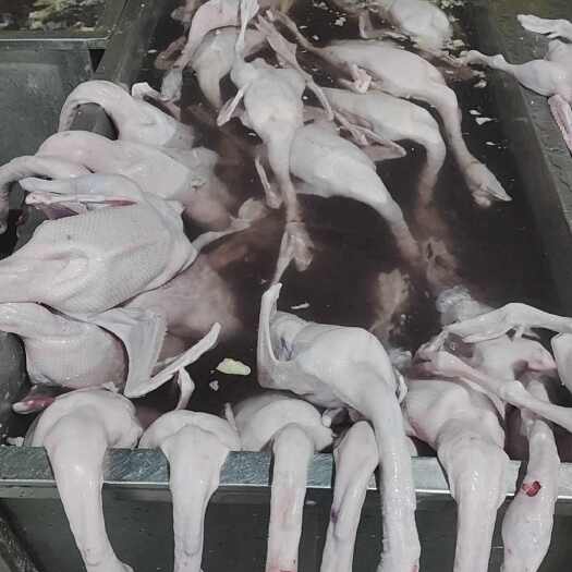 东莞市光鹅黑棕草鹅棚鹅