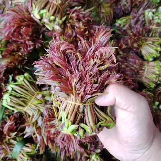 纳雍县红香椿芽