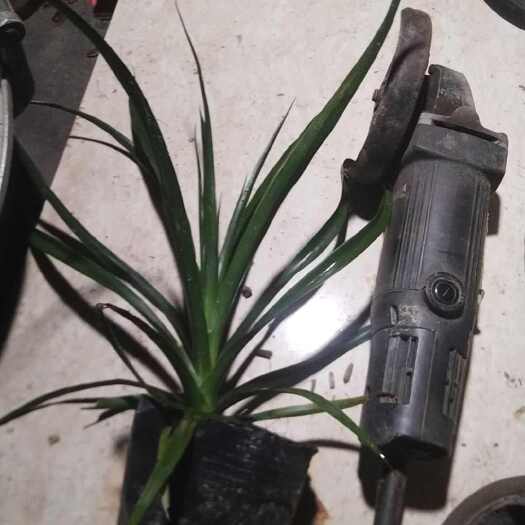 化州市龙血树黑珍珠，抗病力好，方便管理，耐旱耐冻