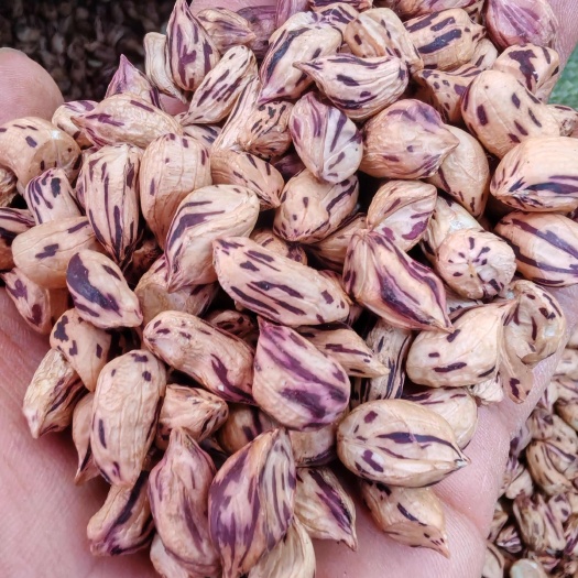 七彩花生 七彩花生米 七彩花生米大货批发