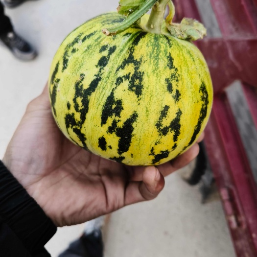 聊城花蕾甜瓜