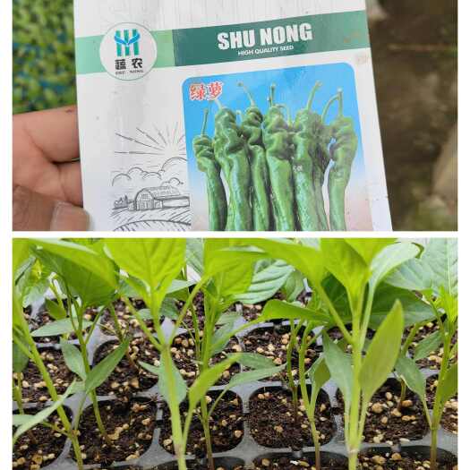  螺丝椒