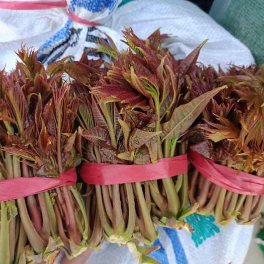 新泰市红油香椿芽，山东新泰露天香椿芽即将大量上市