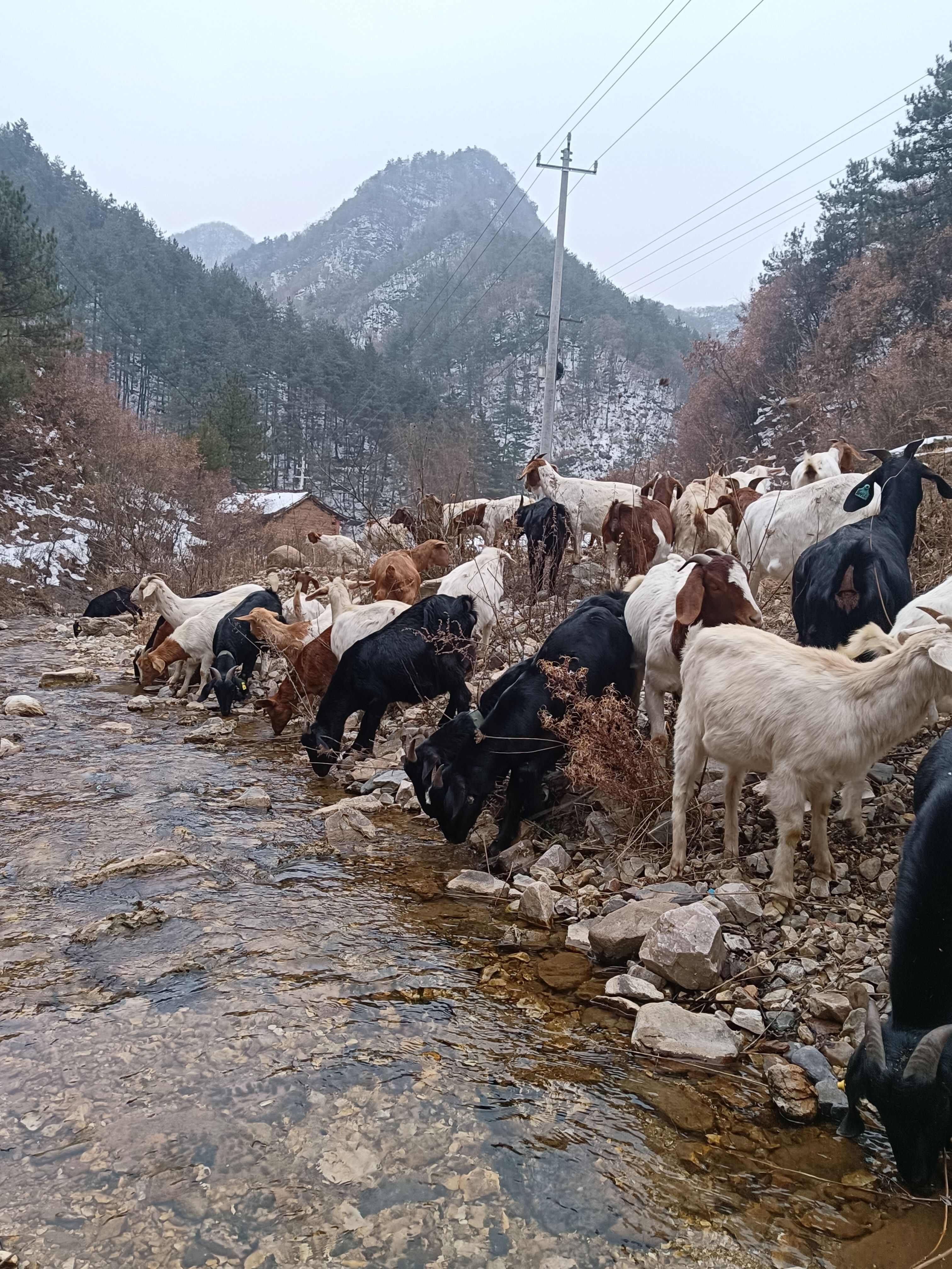 白山羊