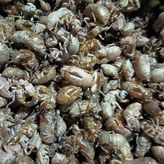 宜昌蝉蜕