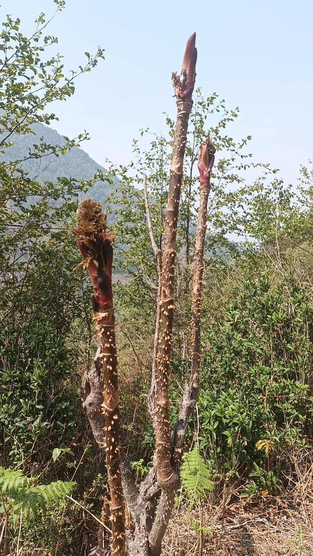 刺嫩芽栽培图片