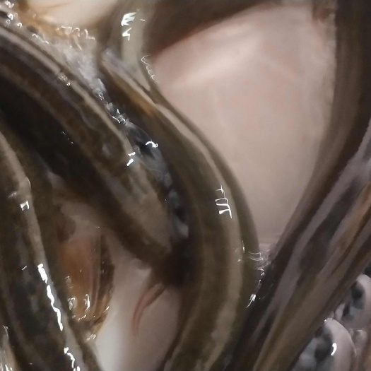 自然生长扁泥鳅