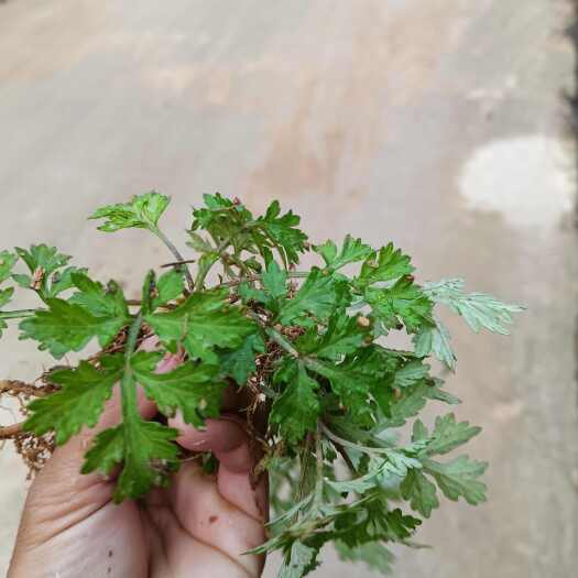 灵山县艾草苗