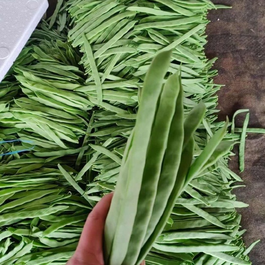 莘县山东聊城精品扁豆，