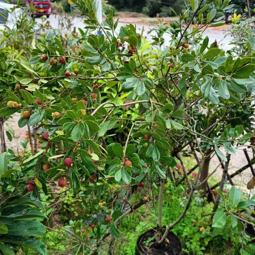 灵山县东魁杨梅树苗  包邮，东魁杨梅苗，嫁接苗，晚熟品种产量高，带