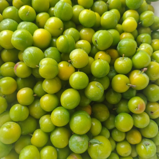 昆明云南三月李