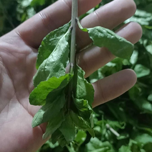 广东枸杞芽菜，烂菜包赔，支持一件代发