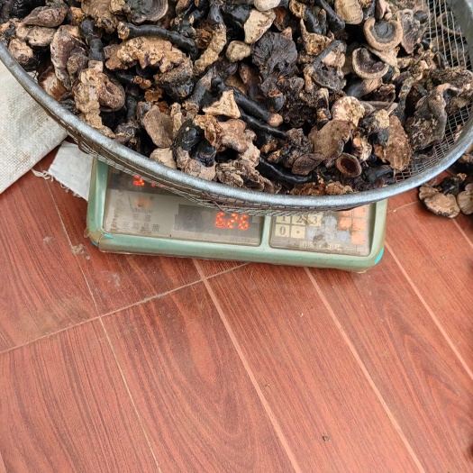 天然紫灵芝黑灵芝，灵芝头