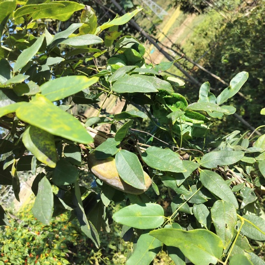 贞丰县八月瓜（不是嫁接果)