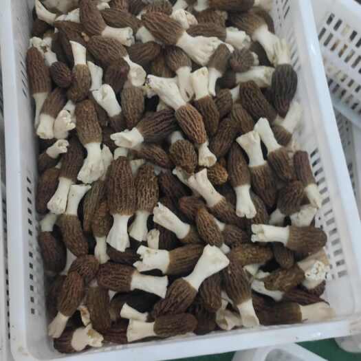 黄冈鲜羊肚菌