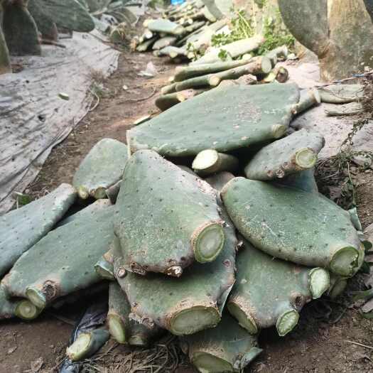 博爱县仙人掌叶片仙人掌干片仙人掌茶中药材食用药用仙人掌种植嫁接