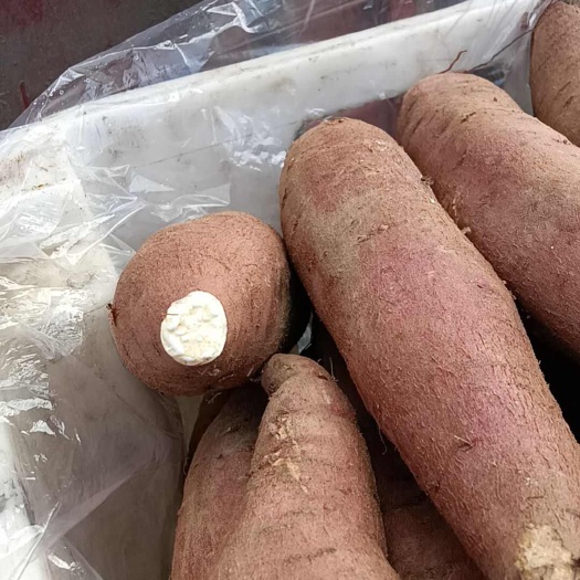 清徐县大量白心秦薯5*西瓜红，龙九商品薯