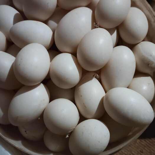  白鸭蛋