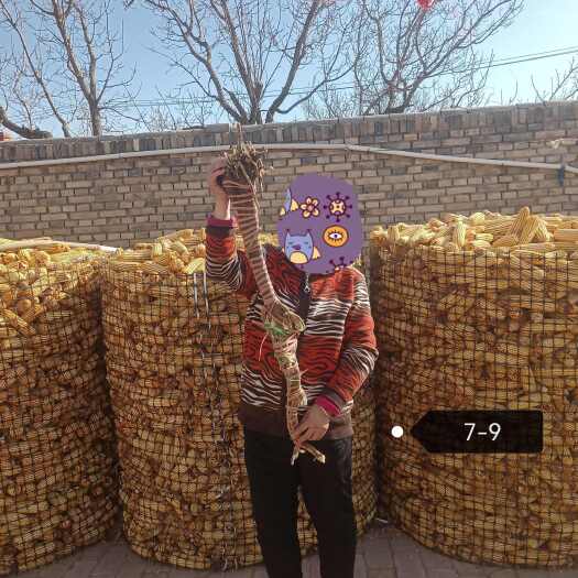 太原这根黄芪王750