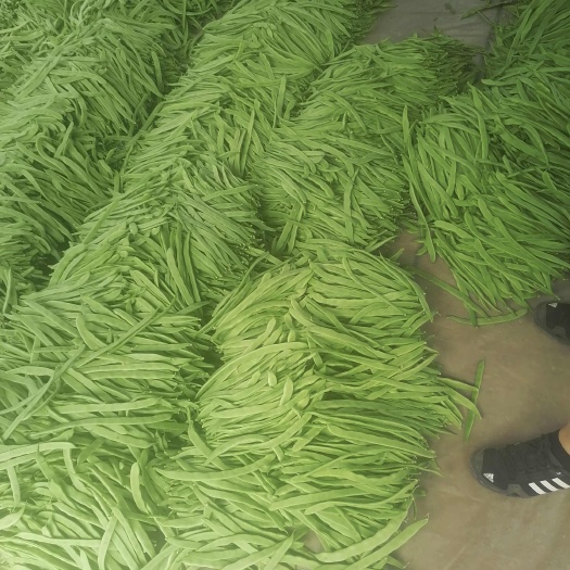 應(yīng)縣大扁架豆王小金豆青椒牛角小日?qǐng)A各種蔬菜品種齊全