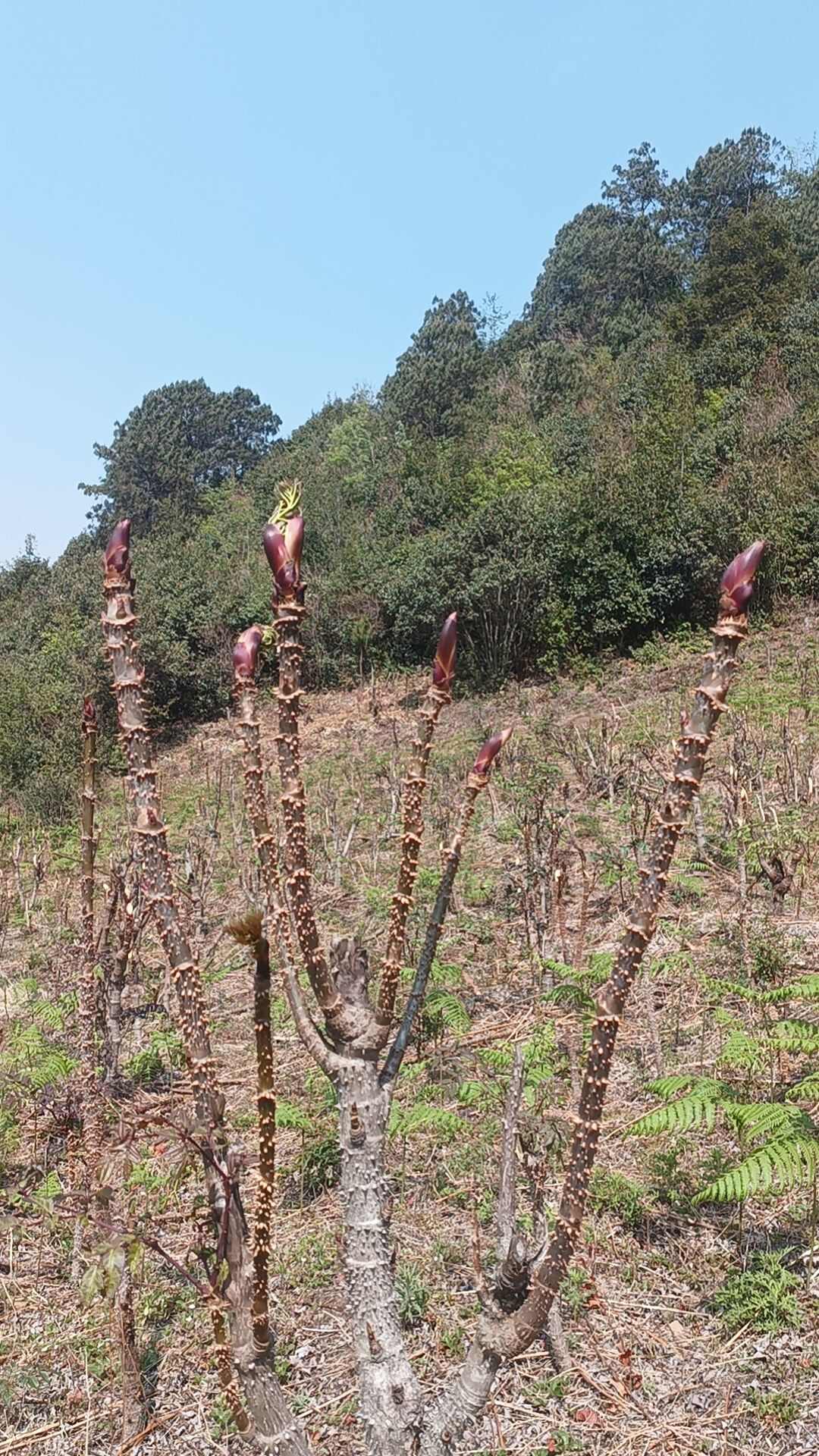 刺嫩芽价格图片