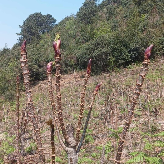 文山市文山种植产地基地红刺嫩芽 有意面试价格