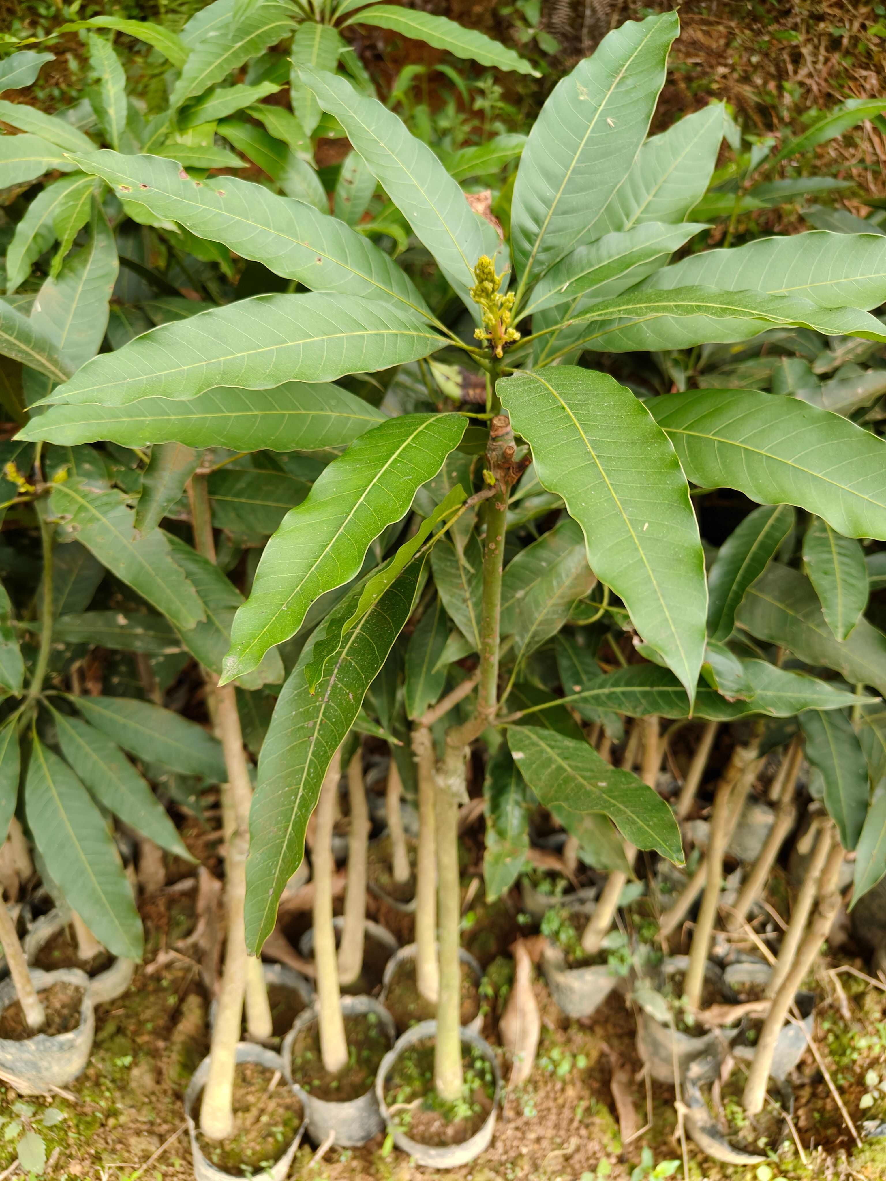 桂七芒果苗，嫁接正品，有1到5年苗！