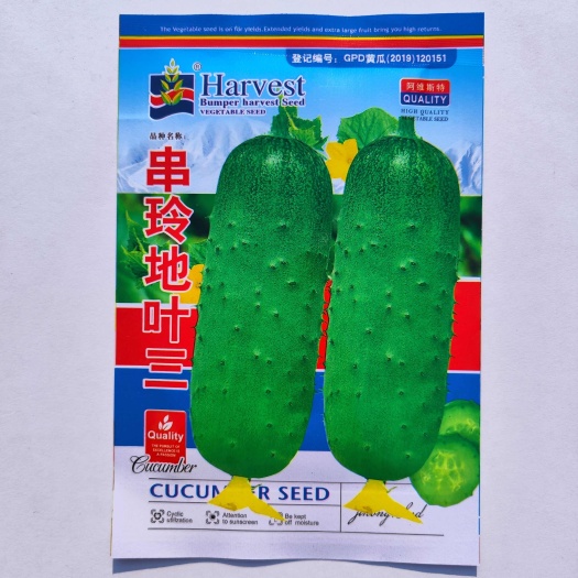 沭阳县蓟农串铃地叶三水果黄瓜种子油绿短棒高产耐热抗病农家春秋播种