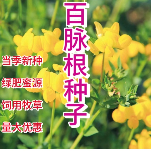 百脉根种子，多连生蜜源牧草植物耐旱耐盐碱耐酸易活绿化种子批发