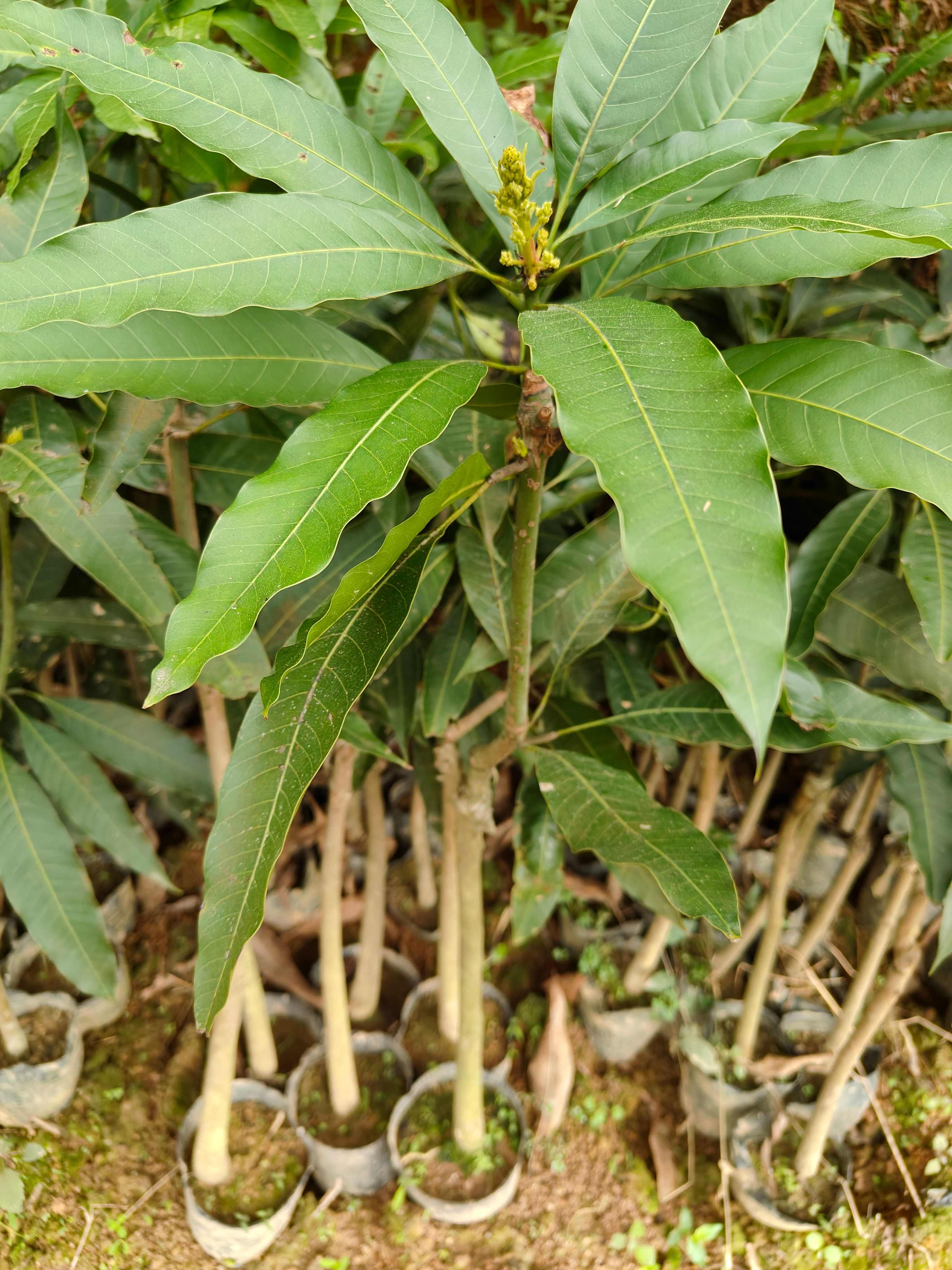 桂七芒果苗，嫁接正品，有1到5年苗！