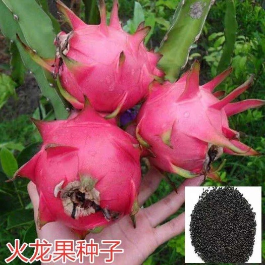 水果种子水果树苗火龙果种子
