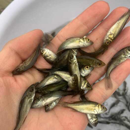 广州七星鲈鱼苗  人工养殖鱼苗  产地直销  技术指导