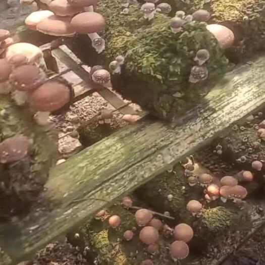  香菇