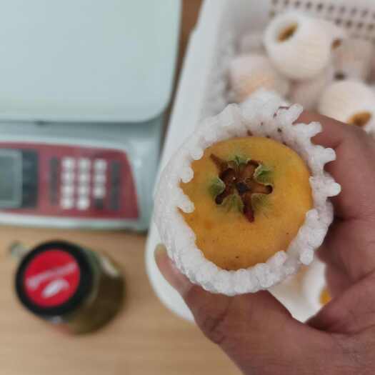 永善县自产自销，精品枇杷，支持各种渠道
