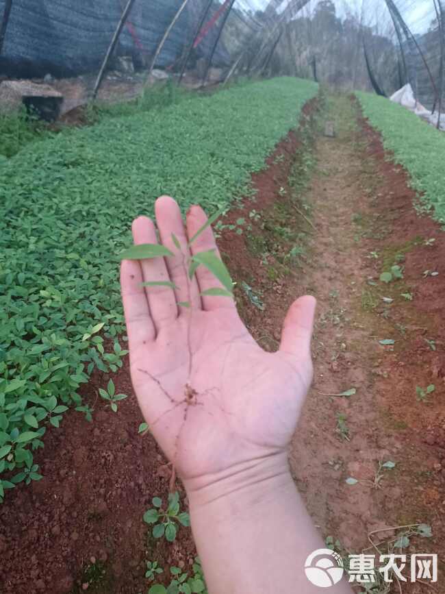 木姜子小苗，又叫山苍子奶苗可以出圃了，数量50万株。