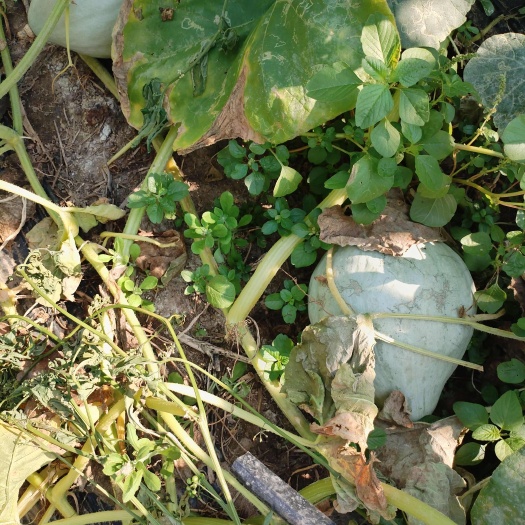 儋州市贵族南瓜银板栗南瓜