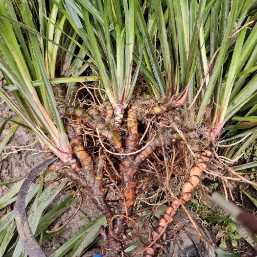大竹县销售石菖蒲苗及石菖蒲成品