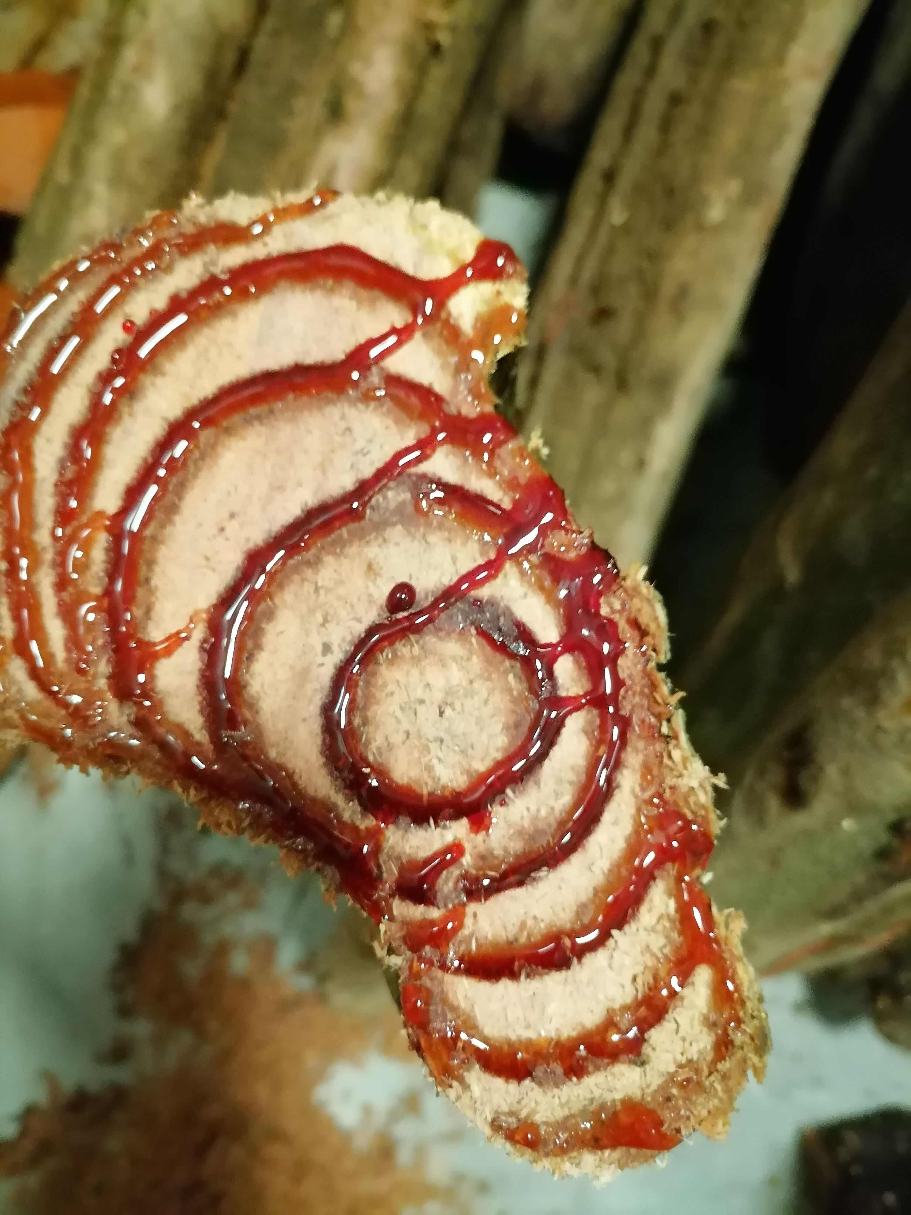 扁藤鸡血藤生条 新鲜整段   生鲜鸡血藤 可以当苗
