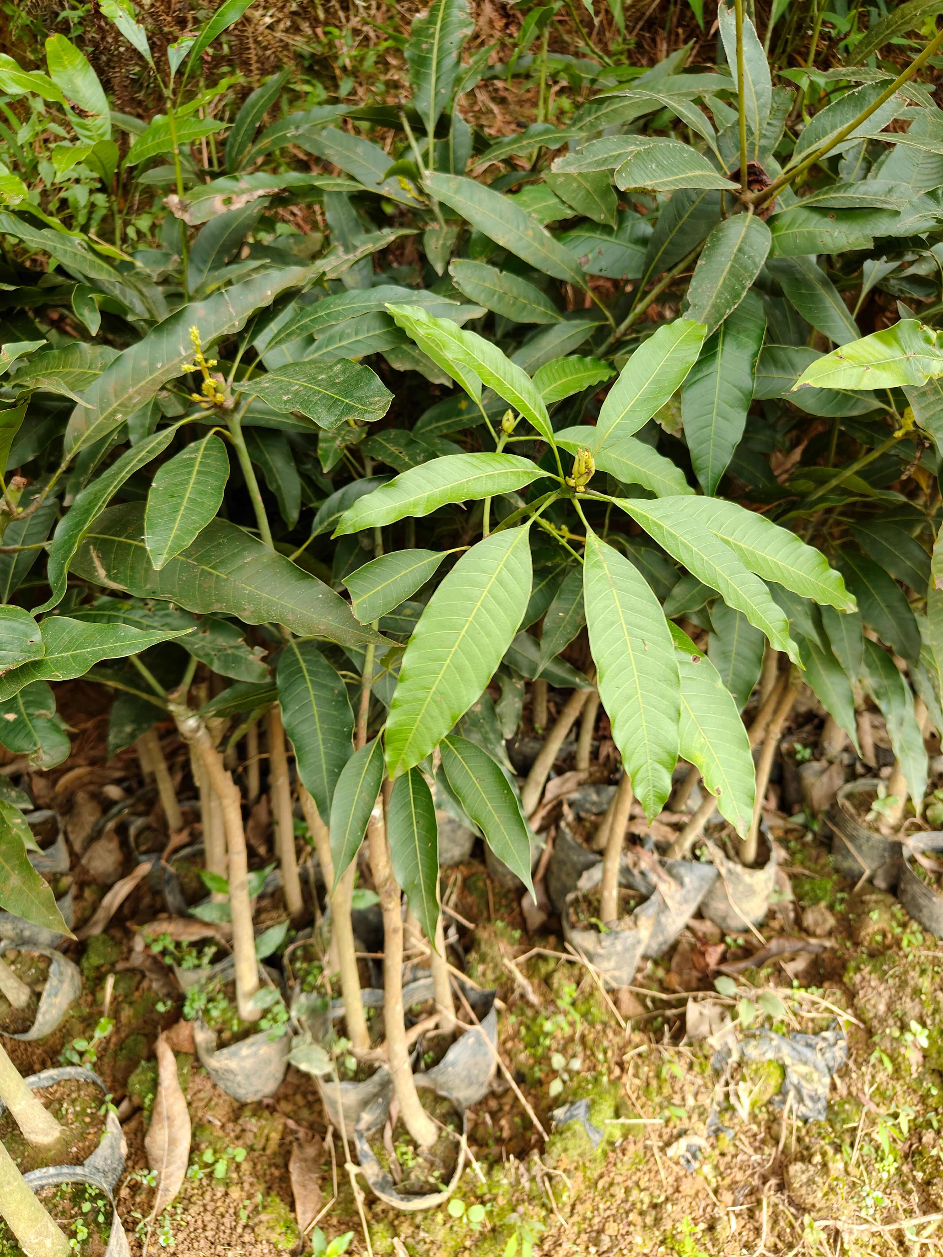 桂七芒果苗，嫁接正品，有1到5年苗！