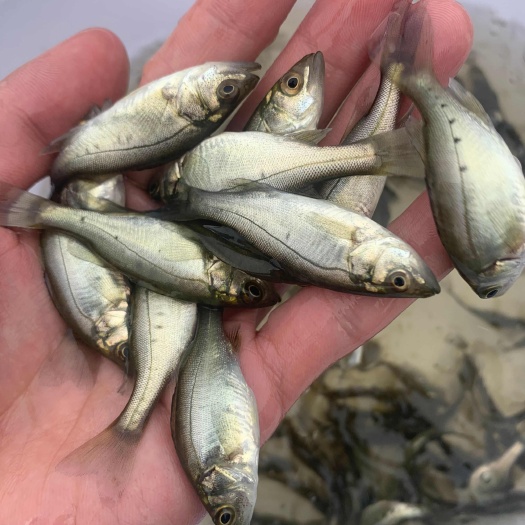 广州七星鲈鱼苗，海鲈鱼苗，优质人工养殖苗，技术跟踪，产地直发