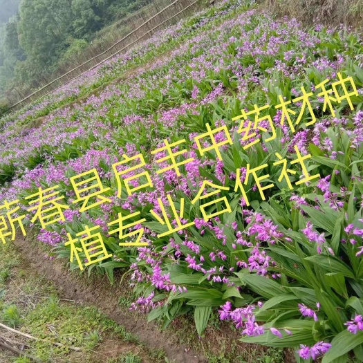 白及，紫花三叉大白芨