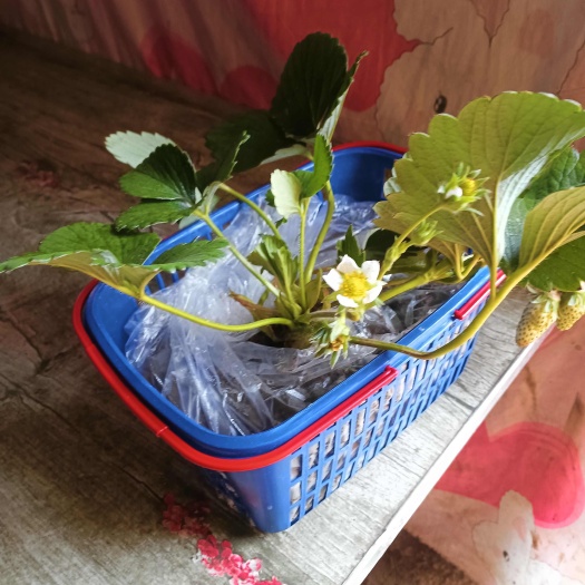 清镇市带果草莓苗