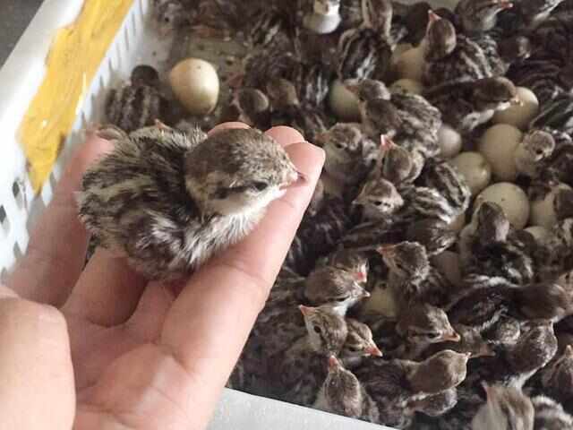 鹌鹑  鹌鹑苗  脱温苗